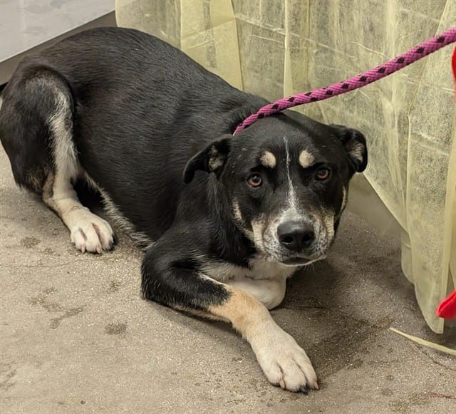 Photo of Princess, adoptable dog