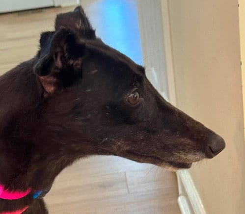 Photo of Lizzy, adoptable Greyhound in Millsboro DELAWARE, New Jersey
