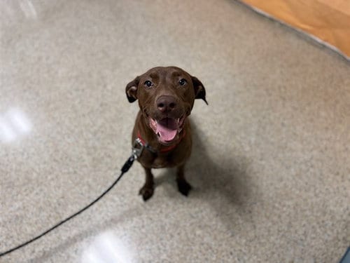 Photo of Brownie, adoptable Labrador Retriever in Miami, Florida
