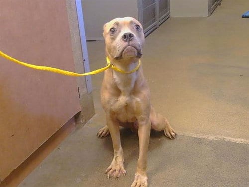 Photo of Roo, adoptable Pit Bull Terrier in Sacramento, California