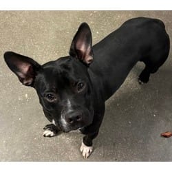 Photo of Josie, adoptable American Pit Bull Terrier Terrier (Unknown Type, Medium) in San Antonio, Texas