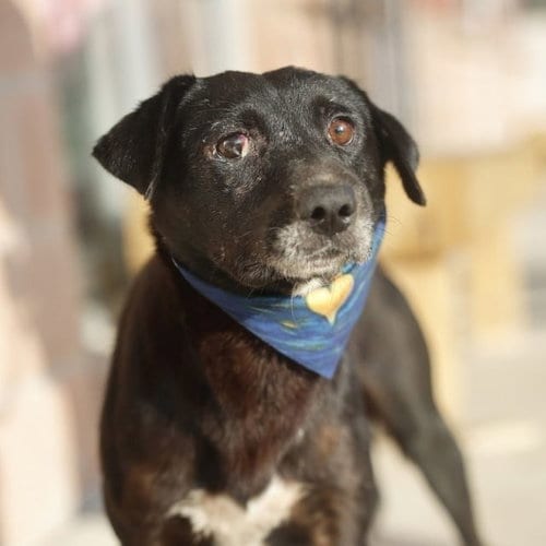 Photo of Domino, adoptable Labrador Retriever in San Antonio, Texas