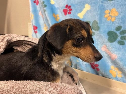 Photo of Sassy, adoptable Chihuahua in Modesto, California