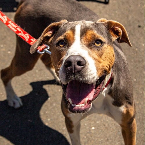Photo of Owen, adoptable Terrier in Canton, Connecticut