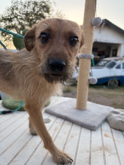 Photo of Spidey, adoptable Terrier in Grafton, Wisconsin