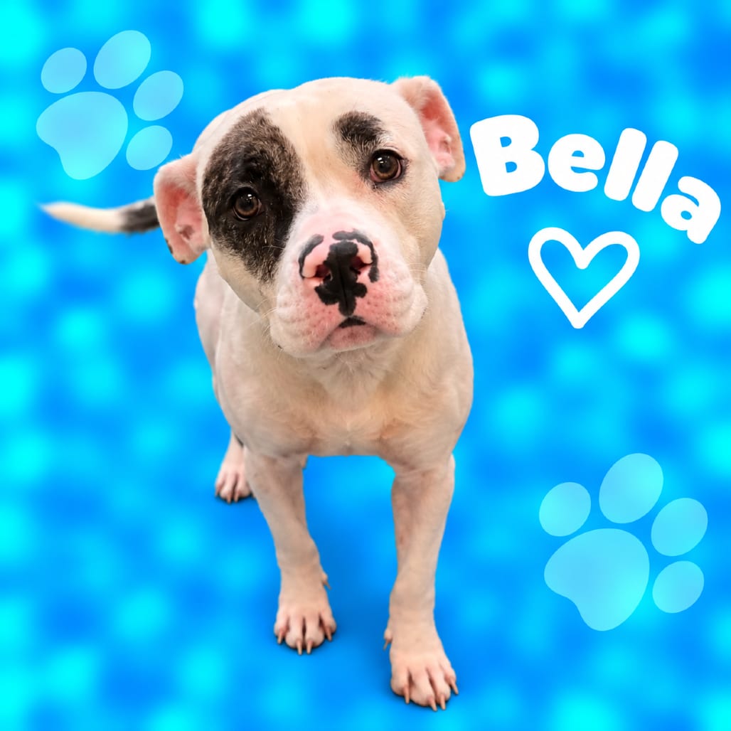 Photo of Bella, adoptable dog