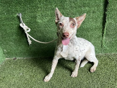 Photo of A5799670, adoptable Australian Cattle Dog/Blue Heeler in Lancaster, California