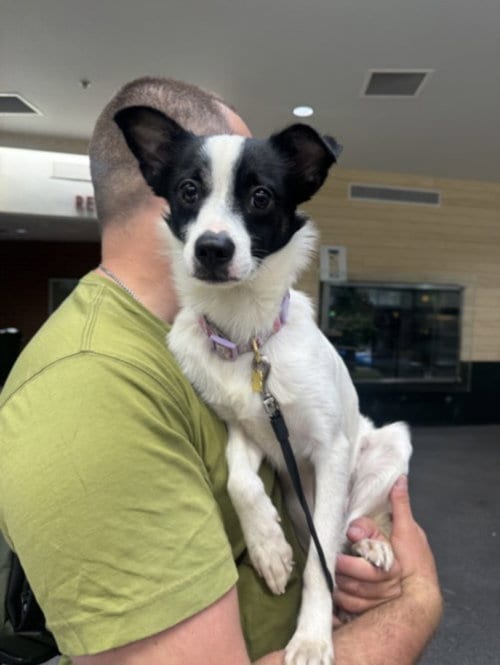 Photo of Beep, adoptable Chihuahua in Los Angeles, California