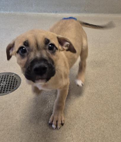 Photo of Sweet Corn, adoptable Pit Bull Terrier in Decatur, Illinois