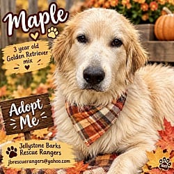 Photo of Maple, adoptable Golden Retriever in Yorkville, Illinois