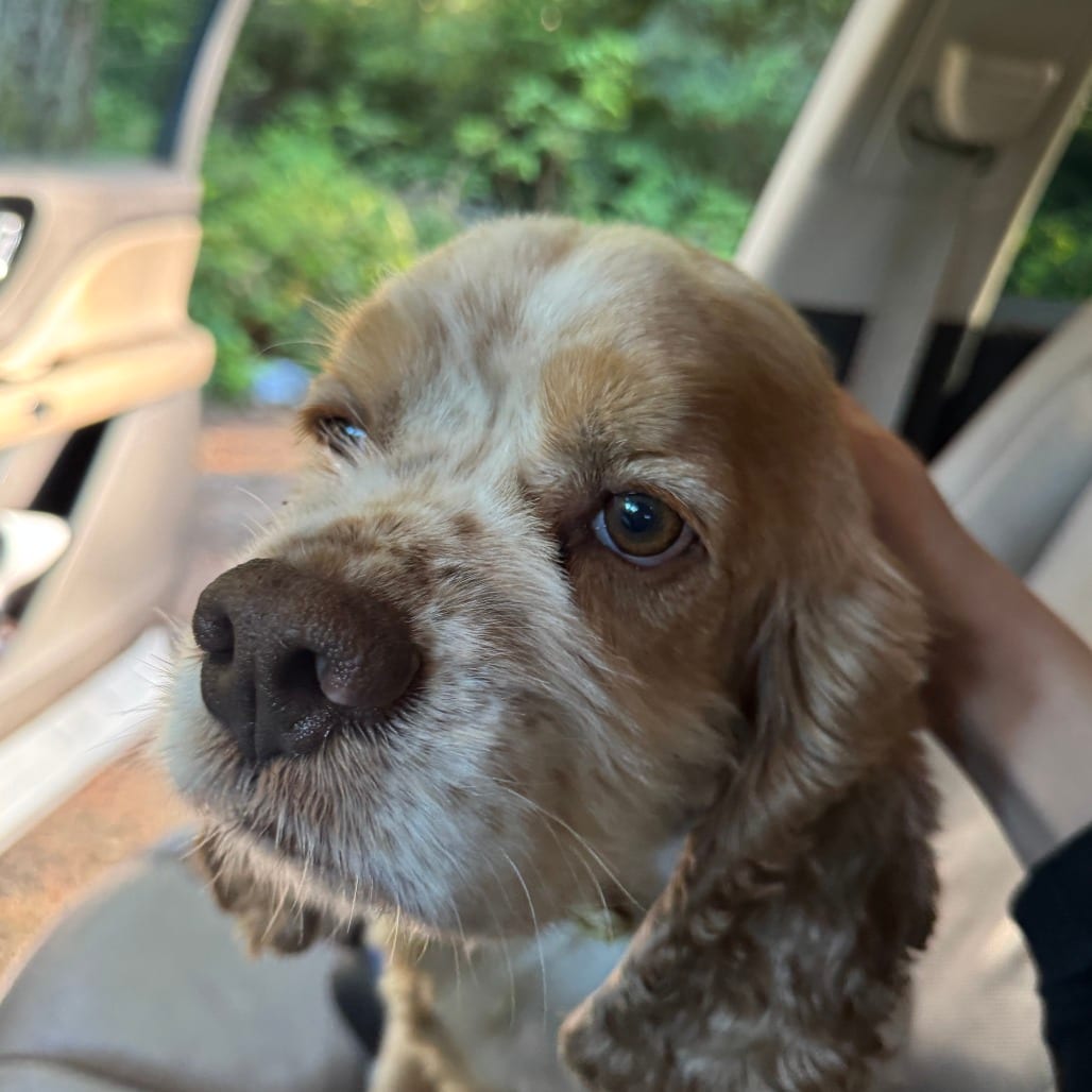 Photo of Frank, adoptable Spaniel, Cocker in Port Angeles, Washington