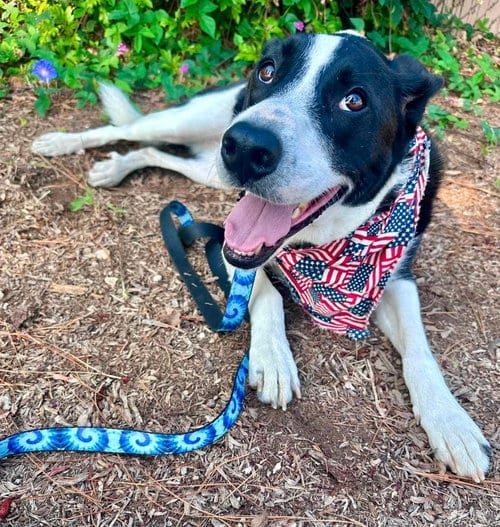 Photo of Zuzu, adoptable Border Collie in San Diego, California
