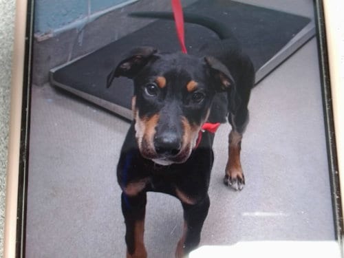 Photo of Player, adoptable Doberman Pinscher in Albuquerque, New Mexico