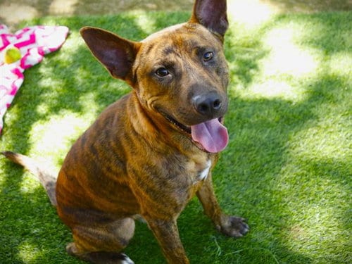 Photo of Blitz, adoptable Dutch Shepherd in Tallahassee, Florida