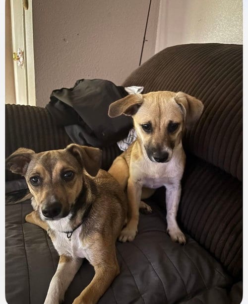 Photo of Luna and Zeus, adoptable Unknown breed (short coat) in Paramus, New Jersey