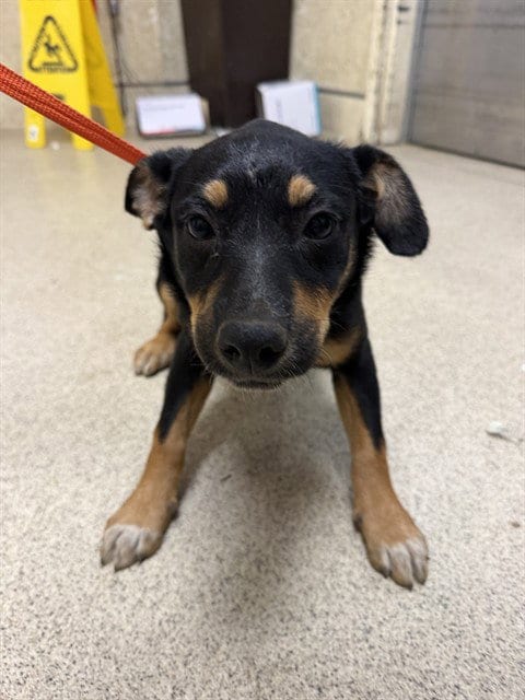 Photo of Vidia, adoptable German Shepherd Dog in Riverside, California