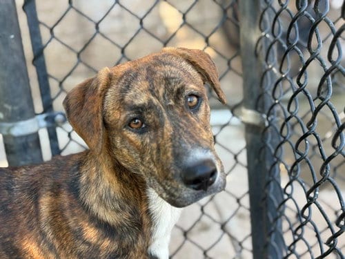 Photo of Karen, adoptable Plott Hound in Tulsa, Oklahoma