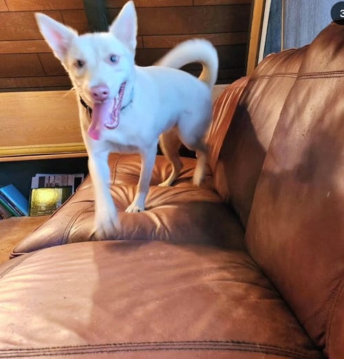 Photo of Barbie, adoptable Australian Kelpie in Marina Del Rey, California