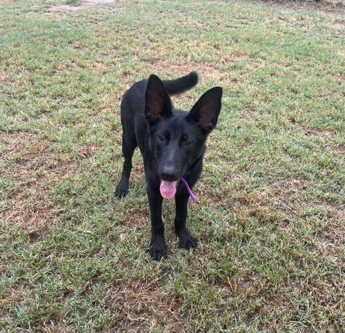 Photo of Batman, adoptable German Shepherd Dog in Gun Barrel City, Texas