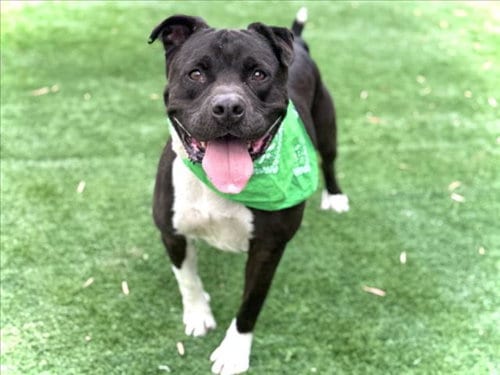 Photo of Yumi, adoptable Pit Bull Terrier in San Pedro, California