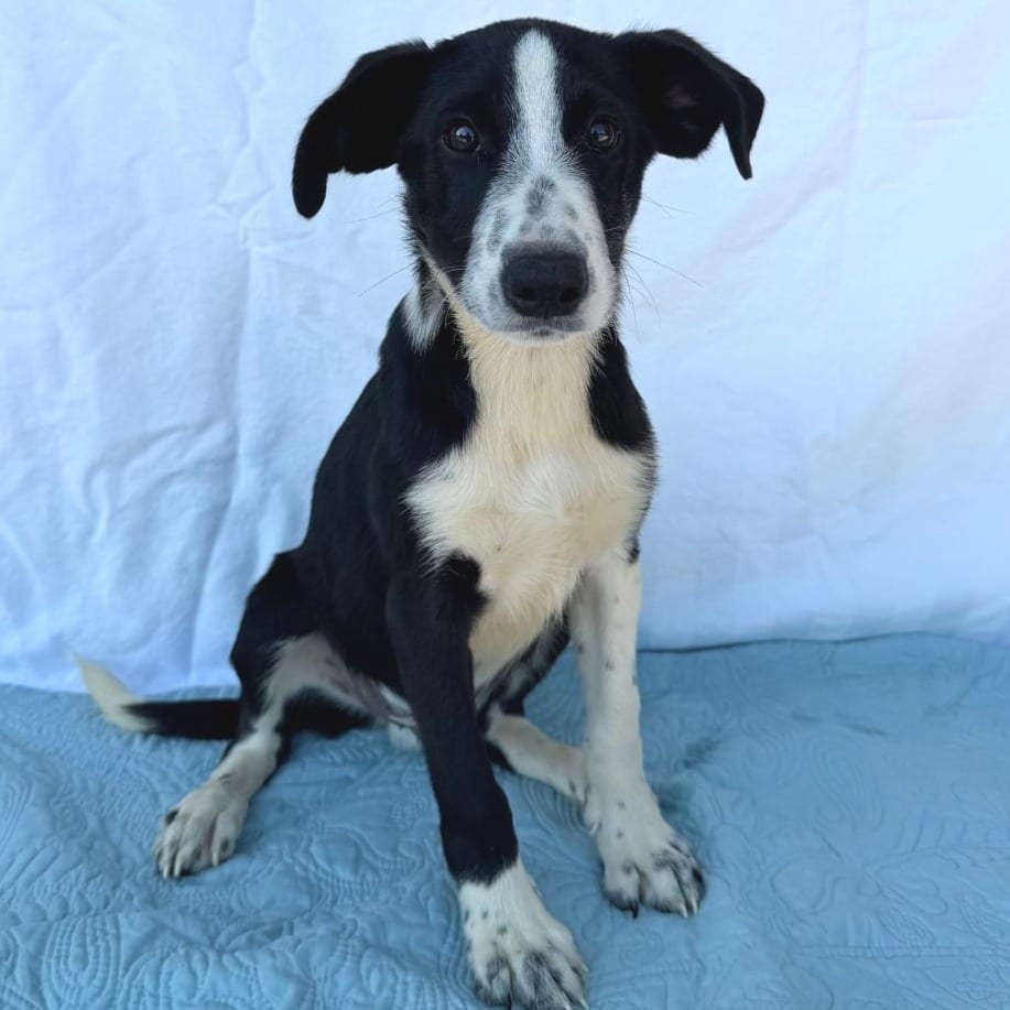 Photo of Wormtail, adoptable Mixed Breed (Medium) in Buffalo, Minnesota