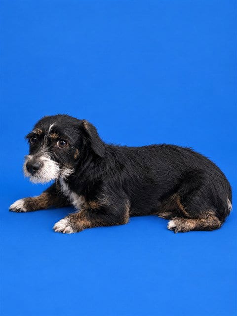 Photo of Pebbles, adoptable Rat Terrier in Miami, Florida