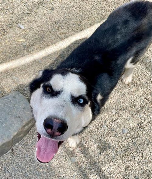 Photo of Blueberry, adoptable Siberian Husky in Frisco, Colorado