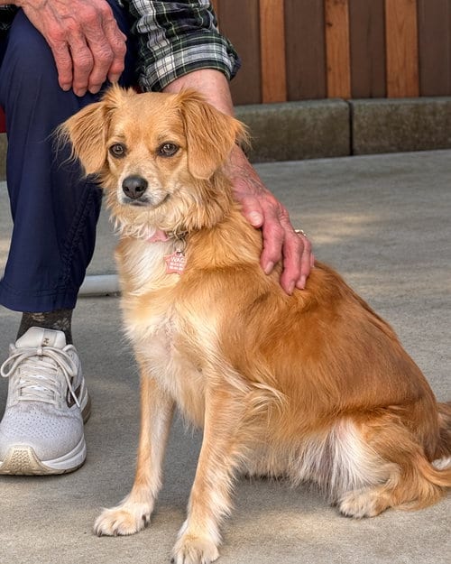 Photo of Bella, adoptable Chihuahua in Sequim, Washington