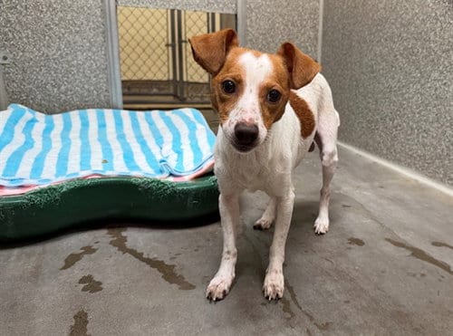 Photo of Big Boy, adoptable Chihuahua in Santa Rosa, California