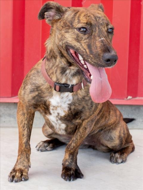 Photo of Blair, adoptable Pit Bull Terrier in Tracy, California
