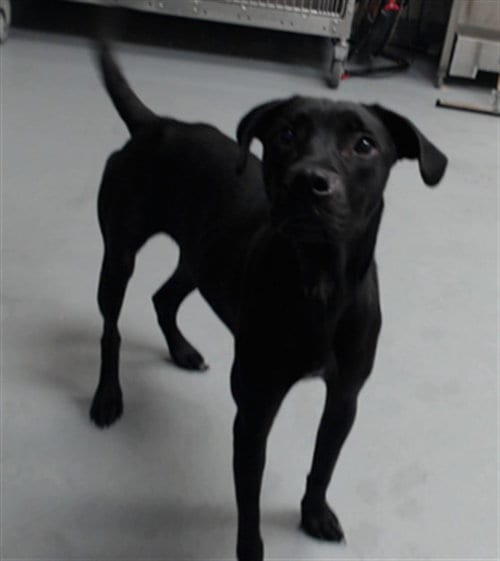 Photo of Midnight, adoptable Labrador Retriever in Fayetteville, North Carolina