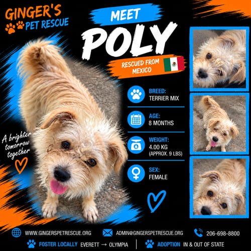 Photo of Poly from Mexico, adoptable Terrier in Federal Way, Washington
