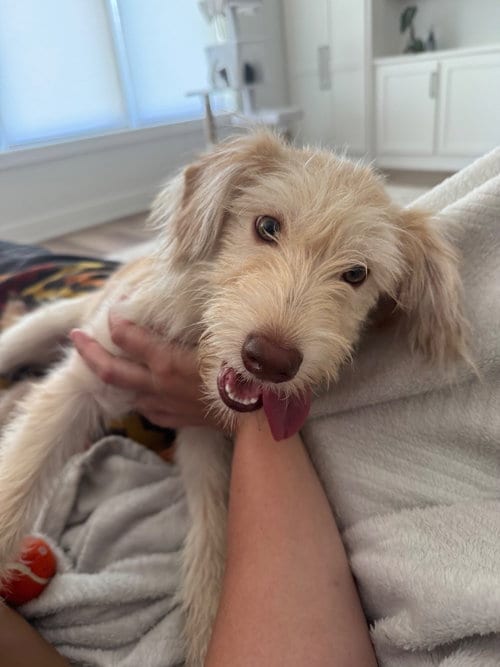 Photo of Sasha, adoptable Terrier in Andover, Minnesota