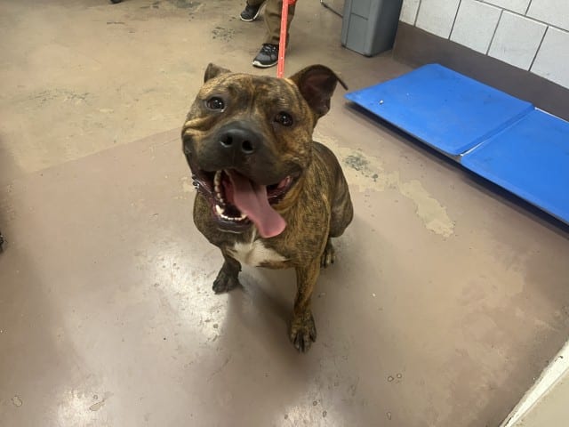 Photo of Rocky, adoptable American Pit Bull Terrier in Chicago, Illinois
