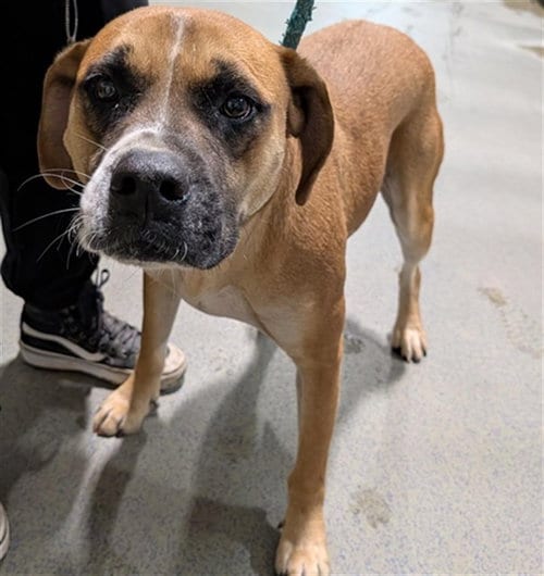 Photo of Ron, adoptable Pit Bull Terrier in Bakersfield, California