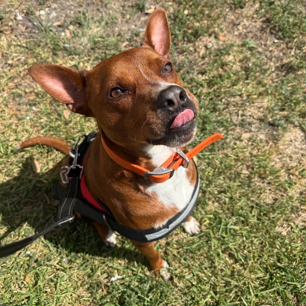 Photo of Frank, adoptable Cattle Dog, Australian (Red Heeler) / Mix in San Antonio, Texas