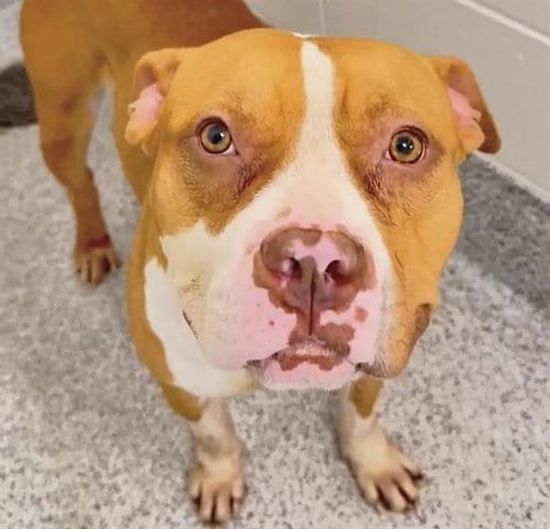 Photo of Angela, adoptable Pit Bull Terrier in Houston, Texas