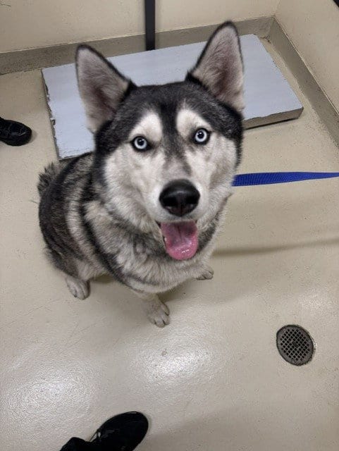 Photo of Snow, adoptable Siberian Husky in Fremont, California