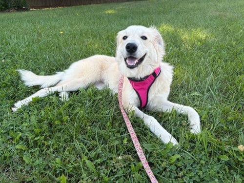 Photo of Vittoria, adoptable Great Pyrenees in Germantown, Ohio