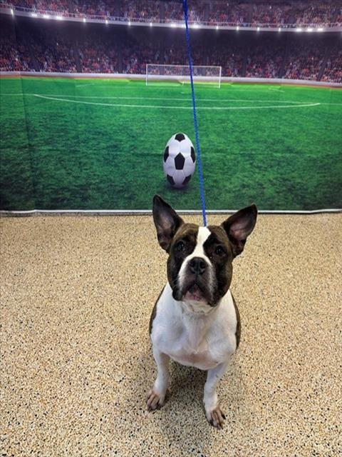Photo of Stella, adoptable American Bulldog in Miami, Florida