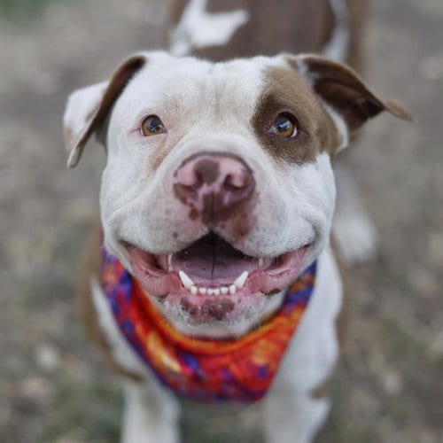 Photo of Homie D, adoptable American Bulldog in San Antonio, Texas