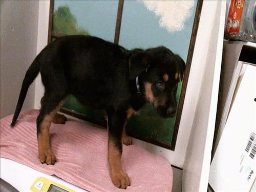 Photo of Camila, adoptable German Shepherd Dog in Houston, Texas
