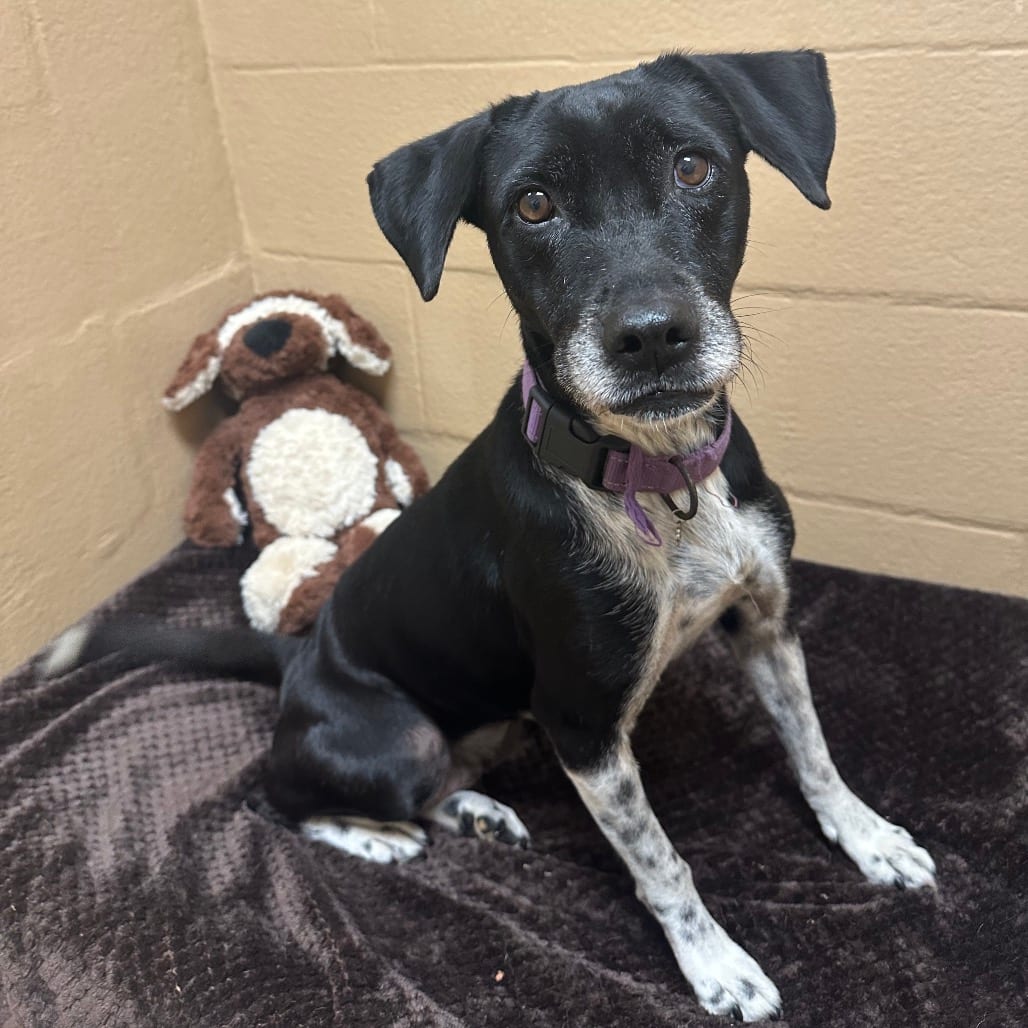 Photo of Eva, adoptable Retriever, Black Labrador / Mix in Brownsville, Texas