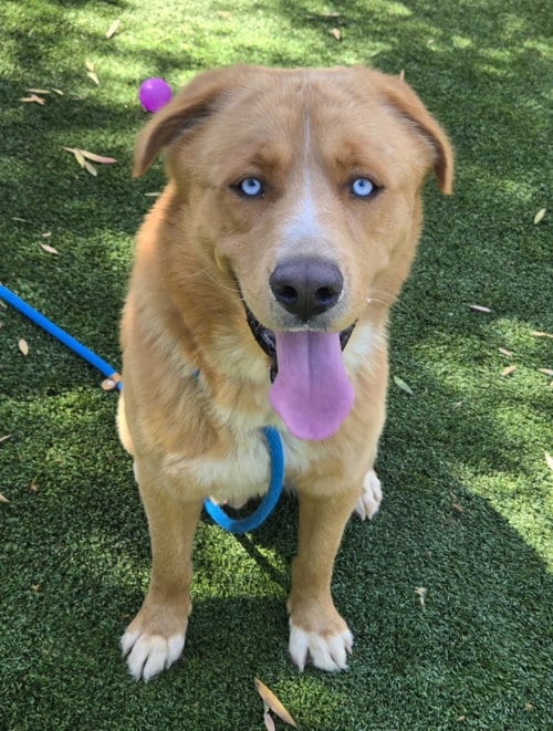 Photo of Gunner, adoptable Mastiff in Los Angeles, California