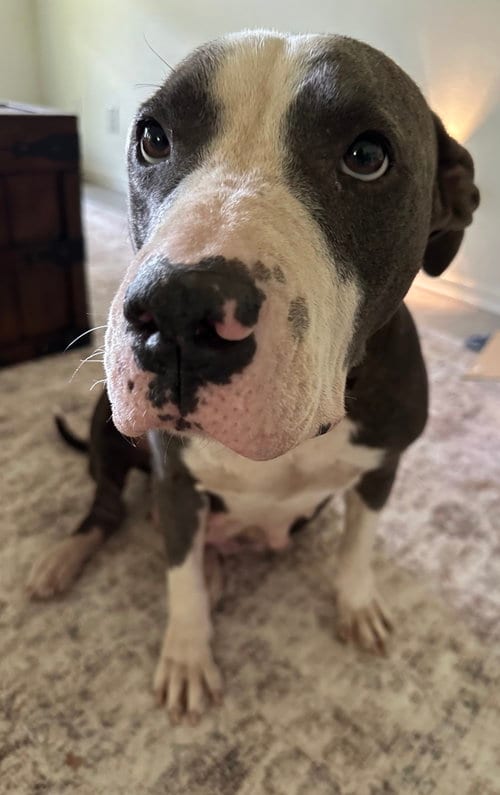 Photo of Willow Rue, adoptable Staffordshire Bull Terrier in The Woodlands, Texas