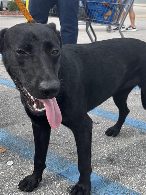 Photo of Mochi, adoptable Labrador Retriever mix in Miami, Florida
