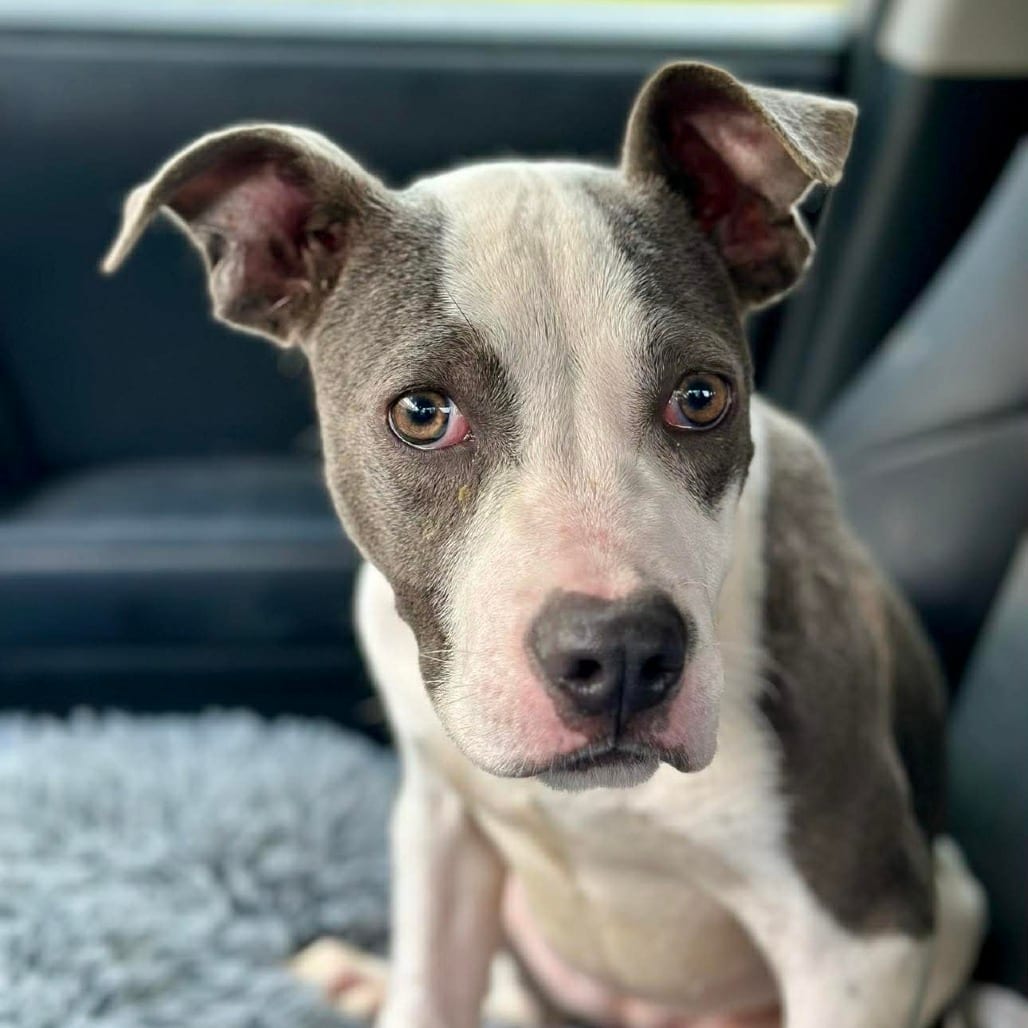 Photo of Tallulah Jasmine, adoptable Unknown / Mixed Breed (Medium) in Whitestone, New York