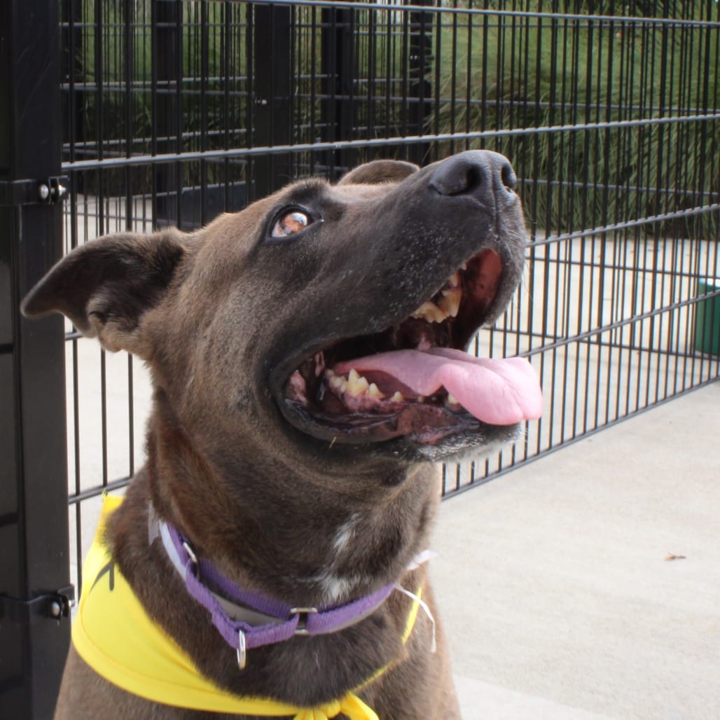 Photo of Coco, adoptable Shepherd / Mix in Houston, Texas