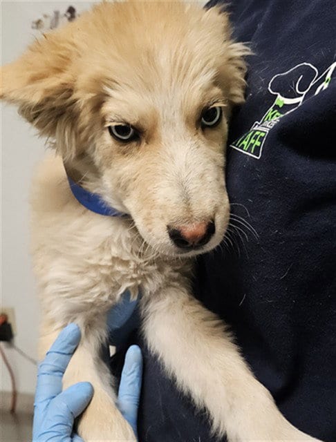 Photo of Fozzie, adoptable Husky in Bakersfield, California