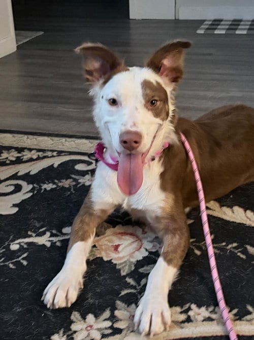 Photo of Penelope, adoptable Australian Shepherd in Holbrook, New York